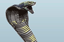 Трафареты животных - Большая злая кобра