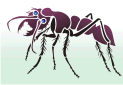 Трафареты насекомых и букашек - Большой муравей